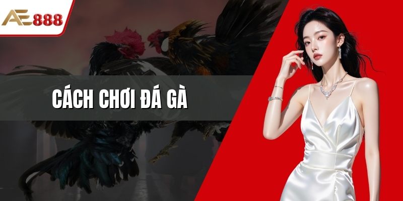 Cách chơi đá gà
