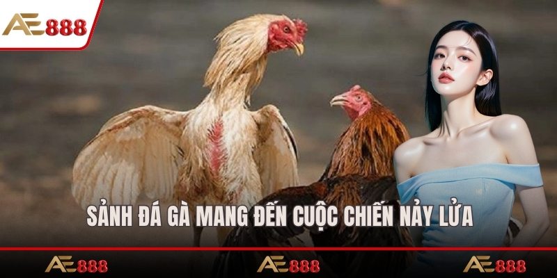 Sảnh đá gà mang đến cuộc chiến nảy lửa