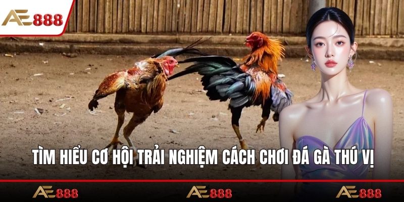 Tìm hiểu cơ hội trải nghiệm cách chơi đá gà thú vị