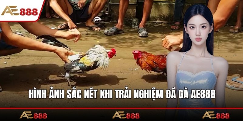 Hình ảnh sắc nét khi trải nghiệm đá gà AE888